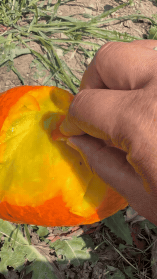 8-5-26 veg report gif.gif